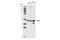 Paired Box 8 antibody, 59019S, Cell Signaling Technology, Western Blot image 
