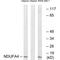 NDUFA4 Mitochondrial Complex Associated antibody, A09276, Boster Biological Technology, Western Blot image 