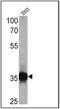 Partitioning defective 6 homolog alpha antibody, PA3-911, Invitrogen Antibodies, Western Blot image 