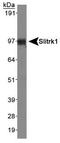 SLIT And NTRK Like Family Member 1 antibody, TA336791, Origene, Western Blot image 