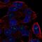 Intestinal Cell Kinase antibody, HPA000791, Atlas Antibodies, Immunofluorescence image 