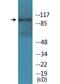 Glutamate Ionotropic Receptor NMDA Type Subunit 1 antibody, LS-C291623, Lifespan Biosciences, Western Blot image 