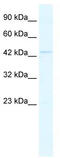 GA Binding Protein Transcription Factor Subunit Beta 1 antibody, TA330138, Origene, Western Blot image 