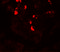 GLIPR1 Like 1 antibody, 7625, ProSci, Immunofluorescence image 