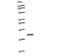 Thyroid Hormone Receptor Alpha antibody, LS-C342655, Lifespan Biosciences, Western Blot image 