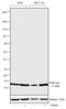 Histone Cluster 4 H4 antibody, 720106, Invitrogen Antibodies, Western Blot image 