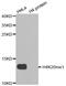 Histone Cluster 4 H4 antibody, MBS126238, MyBioSource, Western Blot image 