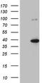 Kruppel Like Factor 9 antibody, TA808444, Origene, Western Blot image 