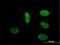 Mediator Complex Subunit 17 antibody, H00009440-M01, Novus Biologicals, Immunofluorescence image 