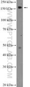 Carbamoyl-Phosphate Synthase 1 antibody, 18703-1-AP, Proteintech Group, Western Blot image 
