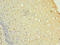 Ring Finger Protein 148 antibody, CSB-PA019844LA01HU, Cusabio, Immunohistochemistry frozen image 