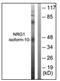 Sphingosine-1-Phosphate Receptor 5 antibody, AP23836PU-N, Origene, Western Blot image 