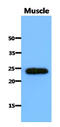 Secretion Associated Ras Related GTPase 1B antibody, LS-B9636, Lifespan Biosciences, Western Blot image 