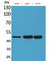 Killer cell immunoglobulin-like receptor 3DL3 antibody, STJ96638, St John