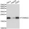 Translocase Of Outer Mitochondrial Membrane 22 antibody, A08668, Boster Biological Technology, Western Blot image 