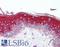 MTOR Associated Protein, LST8 Homolog antibody, LS-B2029, Lifespan Biosciences, Immunohistochemistry frozen image 