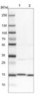 Aspartyl Aminopeptidase antibody, NBP1-91685, Novus Biologicals, Western Blot image 