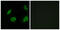 Olfactory Receptor Family 4 Subfamily B Member 1 antibody, GTX87046, GeneTex, Immunocytochemistry image 