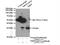 Nipsnap Homolog 3A antibody, 10751-1-AP, Proteintech Group, Immunoprecipitation image 