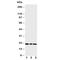 Phosphatidylethanolamine Binding Protein 1 antibody, R30803, NSJ Bioreagents, Western Blot image 