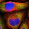 Taxilin Gamma antibody, NBP1-90605, Novus Biologicals, Immunofluorescence image 