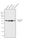 Tubulin Beta 1 Class VI antibody, 480011, Invitrogen Antibodies, Western Blot image 