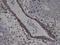 Elastin antibody, NB100-2076, Novus Biologicals, Immunohistochemistry paraffin image 