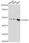 Secernin 3 antibody, A14421, ABclonal Technology, Western Blot image 