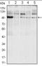 Ire1-alpha antibody, orb89448, Biorbyt, Western Blot image 