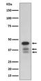 Caspase 9 antibody, M00080-2, Boster Biological Technology, Western Blot image 
