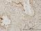 Kelch Domain Containing 4 antibody, H00054758-M02, Novus Biologicals, Immunohistochemistry frozen image 
