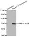 Hepatocyte Nuclear Factor 4 Alpha antibody, LS-C336002, Lifespan Biosciences, Western Blot image 