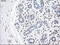 GFAP antibody, TA500340, Origene, Immunohistochemistry frozen image 