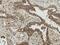 RPTOR Independent Companion Of MTOR Complex 2 antibody, LS-C774510, Lifespan Biosciences, Immunohistochemistry frozen image 