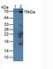 Calpain 1 antibody, LS-C299897, Lifespan Biosciences, Western Blot image 