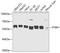 Polypyrimidine Tract Binding Protein 1 antibody, 22-009, ProSci, Western Blot image 