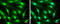 Cereblon antibody, GTX131077, GeneTex, Immunocytochemistry image 