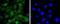 Cell Division Cycle 5 Like antibody, NBP2-67901, Novus Biologicals, Immunofluorescence image 