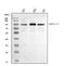 Mediator Complex Subunit 15 antibody, A03568-1, Boster Biological Technology, Western Blot image 
