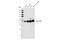 Transcription Factor 7 antibody, 2203S, Cell Signaling Technology, Western Blot image 