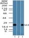 Syndecan 4 antibody, NBP2-24630, Novus Biologicals, Western Blot image 