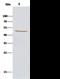 Kynureninase antibody, 10841-T52, Sino Biological, Immunoprecipitation image 