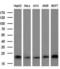 HRas Proto-Oncogene, GTPase antibody, LS-C787788, Lifespan Biosciences, Western Blot image 