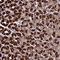 Citrate Synthase antibody, NBP2-13878, Novus Biologicals, Immunohistochemistry frozen image 