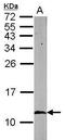 10 kDa chaperonin antibody, PA5-30428, Invitrogen Antibodies, Western Blot image 