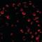 BCL2 Like 11 antibody, orb87294, Biorbyt, Immunofluorescence image 