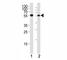 Checkpoint Kinase 1 antibody, F48011-0.4ML, NSJ Bioreagents, Western Blot image 