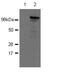 Nucleotide Binding Oligomerization Domain Containing 2 antibody, 14-5858-82, Invitrogen Antibodies, Western Blot image 