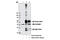 SUMO1 Activating Enzyme Subunit 1 antibody, 13585S, Cell Signaling Technology, Immunoprecipitation image 