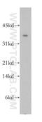 Cytokine Induced Apoptosis Inhibitor 1 antibody, 12638-1-AP, Proteintech Group, Western Blot image 